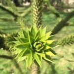 Araucaria araucanaЛисток