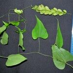 Dioscorea spiculiflora Other