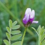 Astragalus asterias ফুল