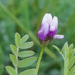 Astragalus asterias Flower