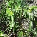 Leucothrinax morrisii Hábito