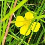 Potentilla erecta 花