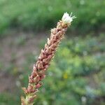 Bistorta vivipara Fruit