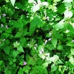 Lamium maculatum Natur