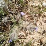 Alkanna strigosa Fleur