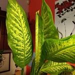 Dieffenbachia seguine Deilen