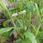 Erigeron annuus Blatt