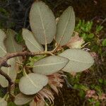 Rhododendron triflorum Leaf