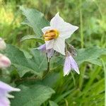 Solanum carolinenseÇiçek