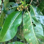 Psychotria berizokae 葉