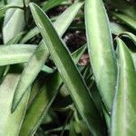 Hoya longifolia Folha