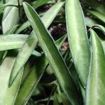 Hoya longifolia Blad