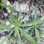 Plantago serraria Hoja