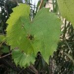 Vitis riparia葉