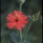 Silene laciniata ᱵᱟᱦᱟ