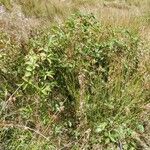 Rubus bertramii Habitat