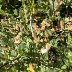 Salix caesia Fula