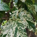 Ficus aspera Лист