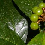 Solanum rovirosanum Плод