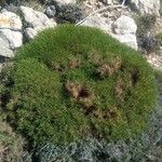 Astragalus balearicus Leaf