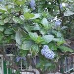 Ceanothus arboreus Outro