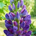 Lupinus polyphyllus Květ