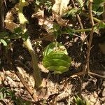 Medicago orbicularis Blad