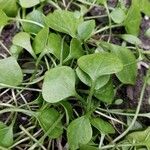 Claytonia rubra Blatt