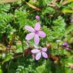 Erodium cicutariumFlower