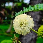 Leucaena leucocephalaCvet