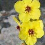 Verbascum rotundifolium Květ