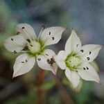 Sedum hirsutum Flower