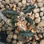Euphorbia ambovombensis Leaf