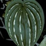 Monophyllorchis microstyloides Hoja