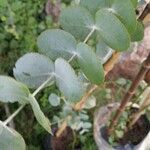 Eucalyptus cinerea Blad