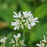 Coriandrum sativum Λουλούδι