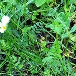 Viola arvensis Habit