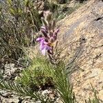 Campylanthus salsoloides Flor