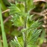 Euphrasia officinalis Blatt