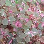 Oxalis spiralis Leaf