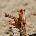 Orobanche fasciculata چھال