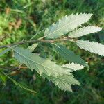 Quercus castaneifolia Folio