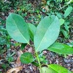 Clusia fockeana Leaf