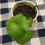 Pelargonium × hybridum List