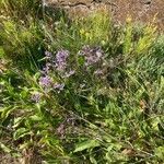 Limonium vulgare Vekstform