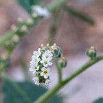 Heliotropium europaeumFlower