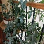 Philodendron pedatum 整株植物