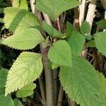 Plectranthus fruticosus Blatt