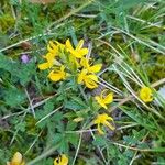 Genista pilosa Flor