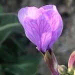 Moricandia arvensis 花